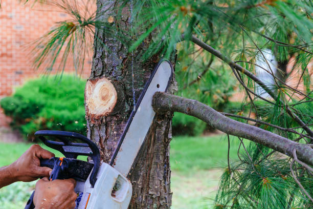 How Our Tree Care Process Works  in East Berwick, PA